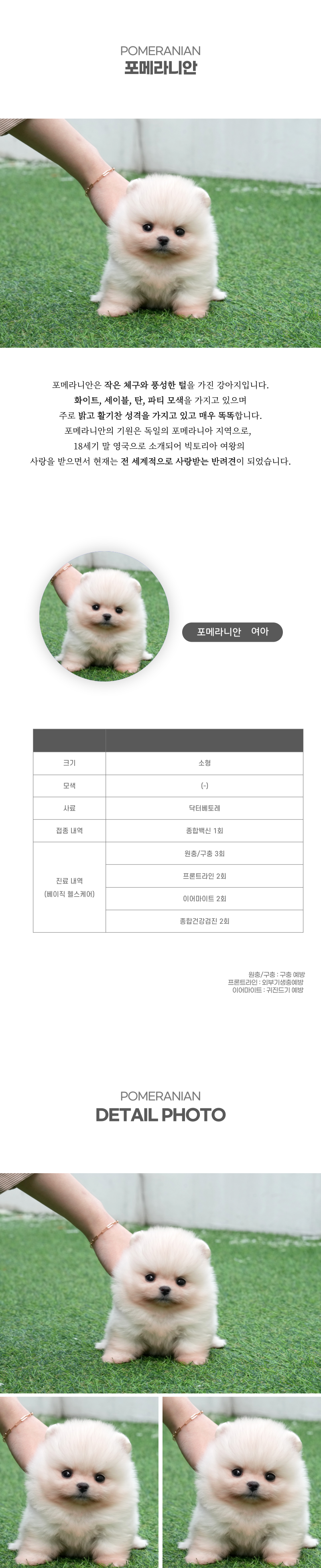 포메라니안_상세이미지_2